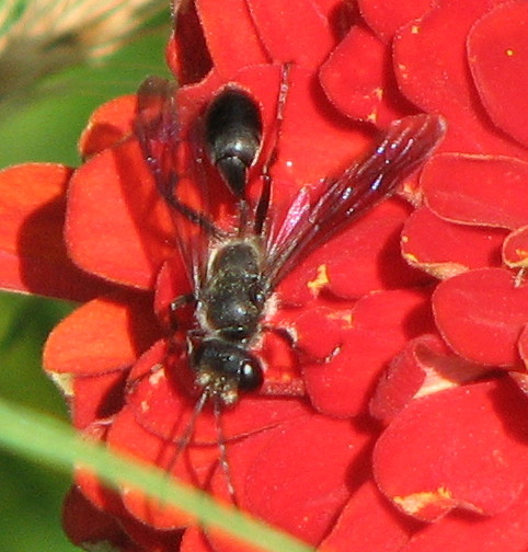 Isodontia sp. (Sphecidae)